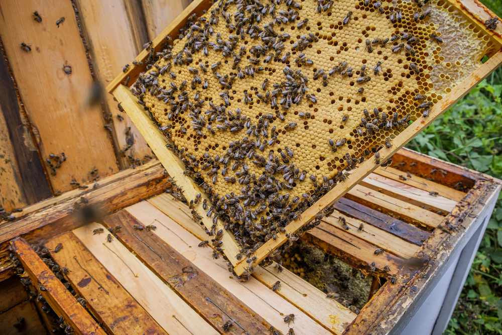 closeup-shot-beekeeper-holding-honeycombs-frame-with-many-bees-making-honey