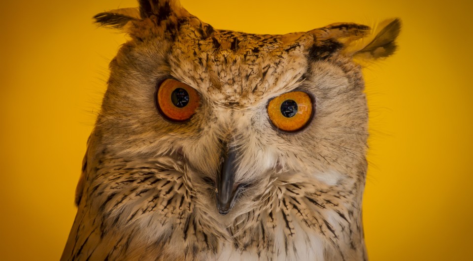 l_bigstock-face-eagle-owl-in-a-sample-of-65236285