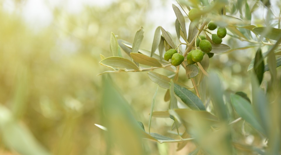 l_bigstock-olive-trees-garden-mediterran-71237620_